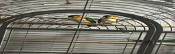 Mixed Breed birds for sale: Selling all my parrots message for more pics  - Advert 4