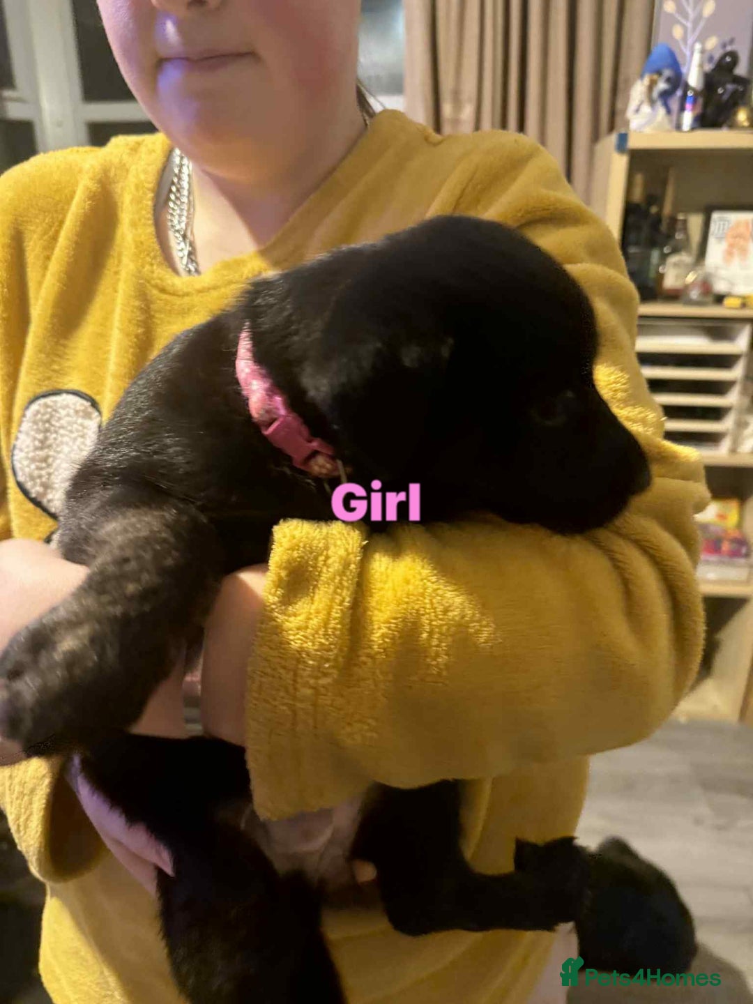 Mixed Breed dogs for sale: 6 week old staff x German pups  - Advert 4