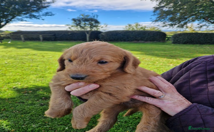 Labradoodle dogs - Advert 4