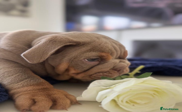 English Bulldog dogs - Advert 11