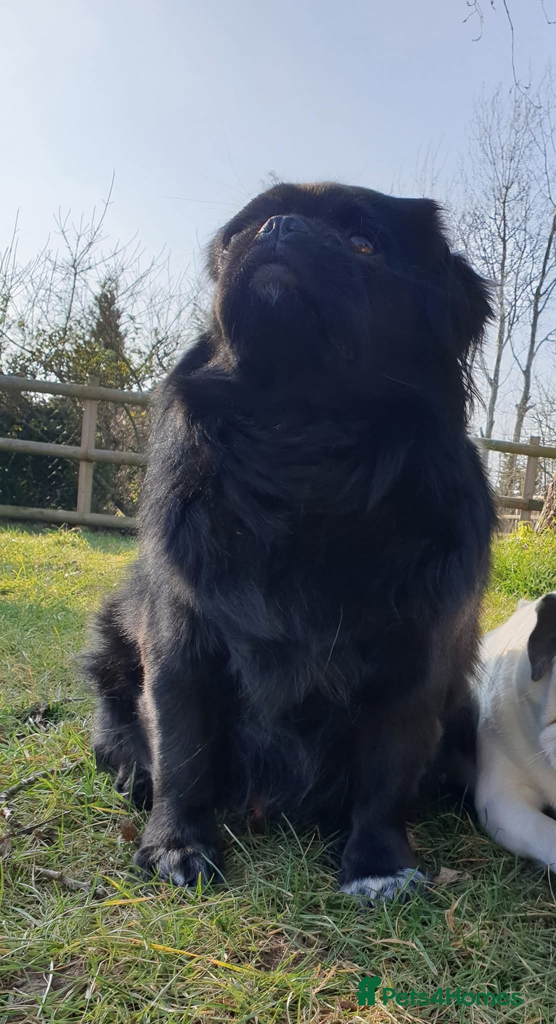 Pug dogs for stud: FLUFFY PUG STUD Blue Choc Black Tan carrier Husky - Advert 10