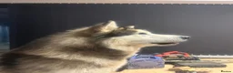 Alaskan Malamute dogs for stud: STUD ONLY Alaskan Malamute - Advert 2