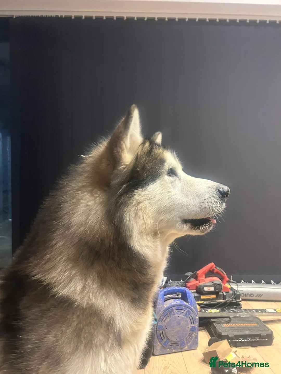 Alaskan Malamute dogs for stud: STUD ONLY Alaskan Malamute - Advert 2