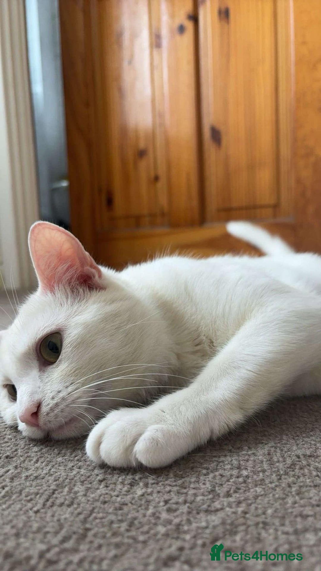 Turkish Angora cats for sale: Meet Niko  White Turkish Angora Very Affectionate  - Image 10