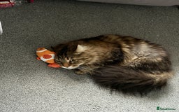 Maine Coon cats for sale: Two four year old Maine coon cats (mixed) - Image 9