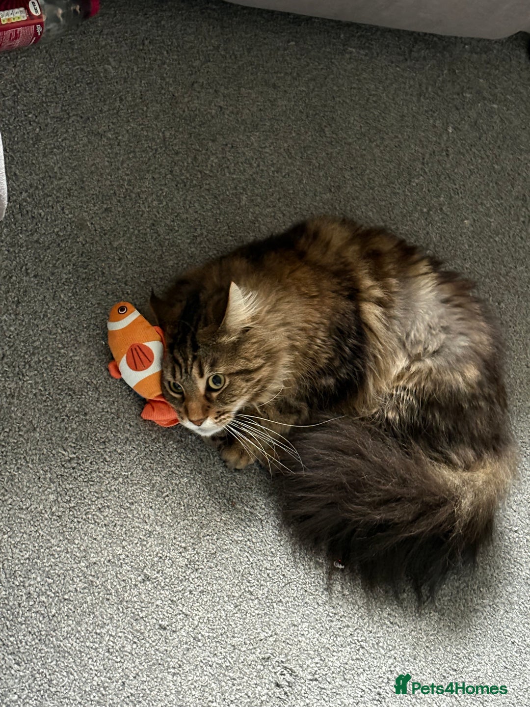 Maine Coon cats for sale: Two four year old Maine coon cats (mixed) - Image 9
