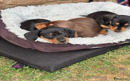 Miniature Dachshund dogs for sale: Miniature dachshund puppies  - Image 24