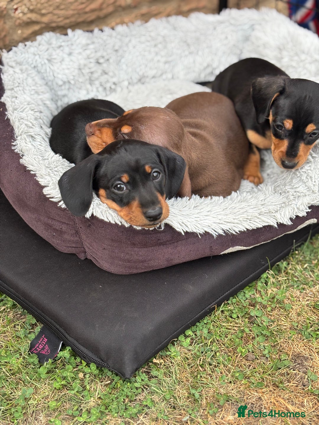 Miniature Dachshund dogs for sale: Miniature dachshund puppies  - Image 24