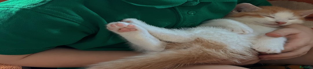 Domestic Shorthair Kitten 2