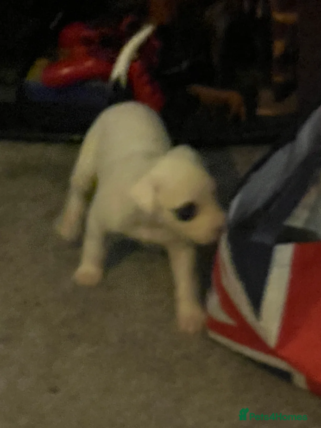 Mixed Breed dogs for sale: Adorable 13-Week-Old Female Puppies Ready For Home - Advert 8