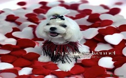 Maltese dogs for stud: ✨Exquisite KC Full Korean Maltese Stud DNA Clear ✨ - Image 7