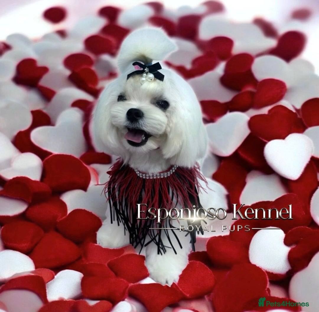 Maltese dogs for stud: ✨Exquisite KC Full Korean Maltese Stud DNA Clear ✨ - Image 7