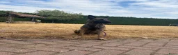 Belgian Shepherd Dog dogs for sale: Female Belgian shepherd  in Leeds - Advert 3