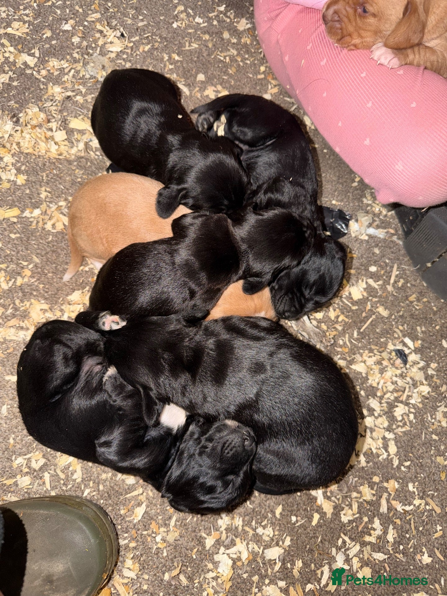 Cockerdor dogs for sale: ⭐ Exceptional Cockerdor Puppies ⭐ - Advert 4