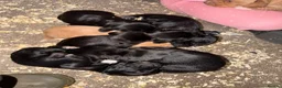 Cockerdor dogs for sale: ⭐ Exceptional Cockerdor Puppies ⭐ - Advert 1