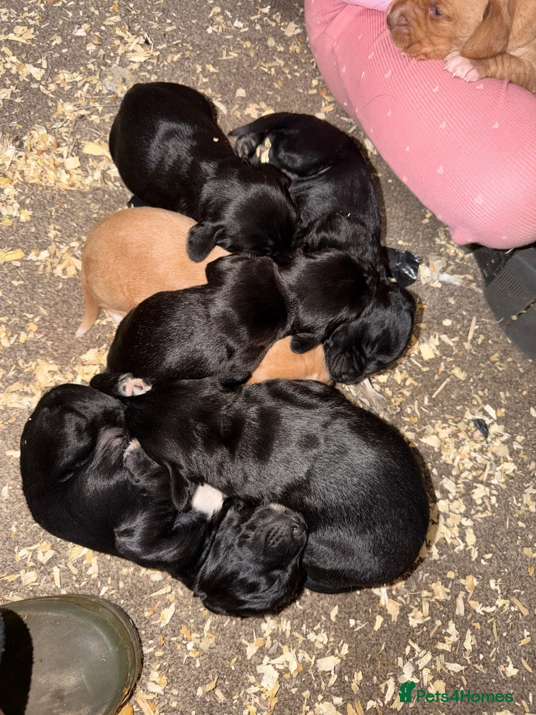 Cockerdor dogs for sale: ⭐ Exceptional Cockerdor Puppies ⭐ - Advert 1