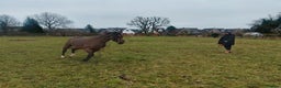 English Thoroughbred horses for sale: Amber - Advert 3