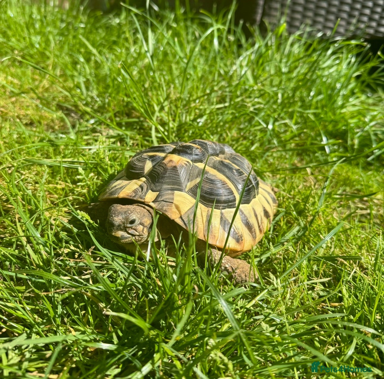 Hermann Tortoise reptiles Adult Hermann tortoise - Prickle - Advert 3