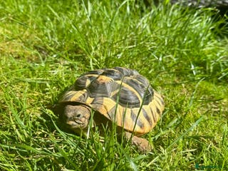 Hermann Tortoise reptiles Adult Hermann tortoise - Prickle - Advert 1