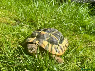 Hermann Tortoise reptiles Adult Hermann tortoise - Prickle - Advert 4