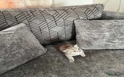 Bengal cats for sale: Beautiful Bengal kitten - Image 5