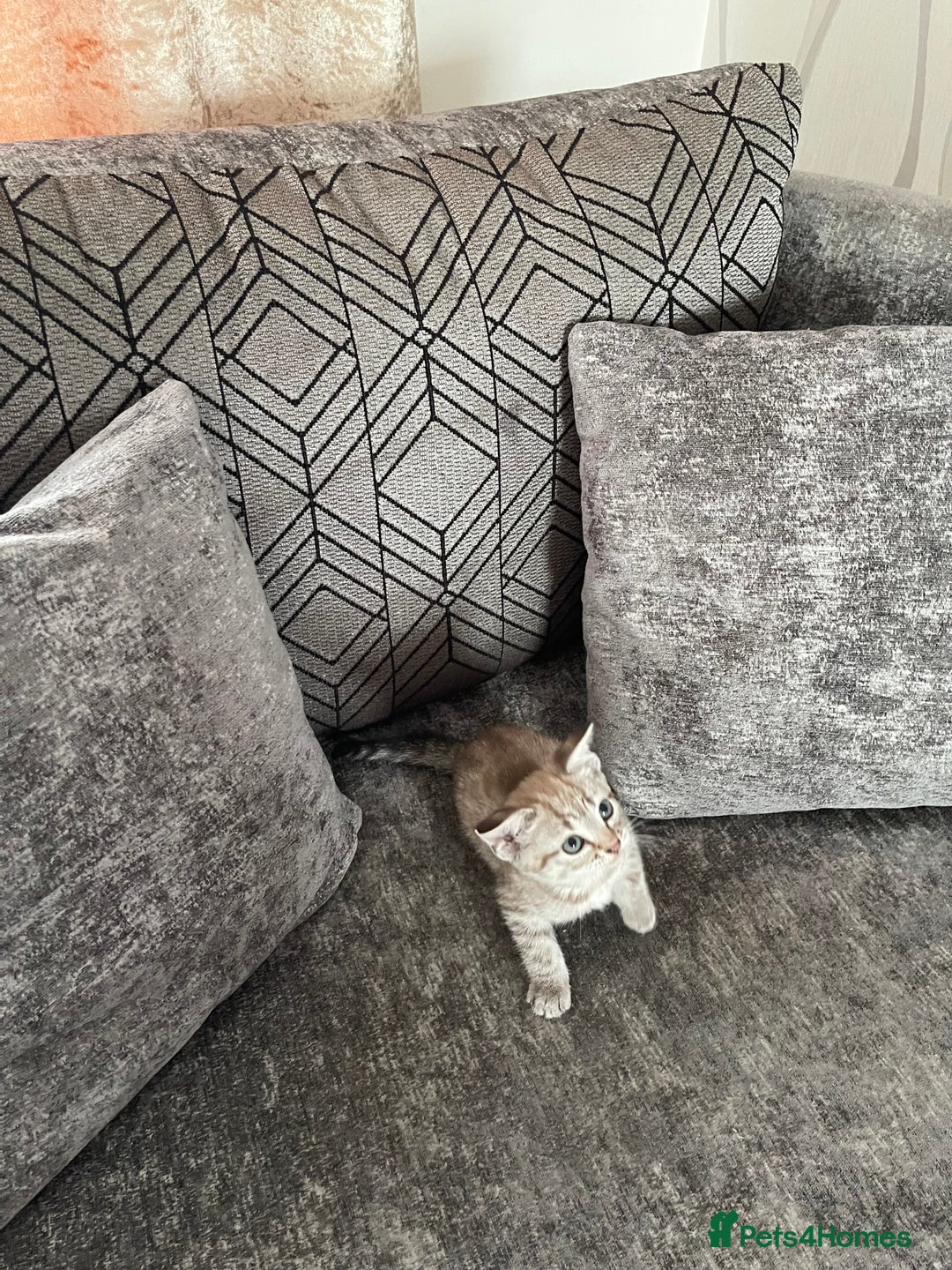 Bengal cats for sale: Beautiful Bengal kitten - Image 5