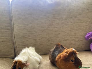 Guinea Pig rodents Home bred guinea pigs - Advert 1
