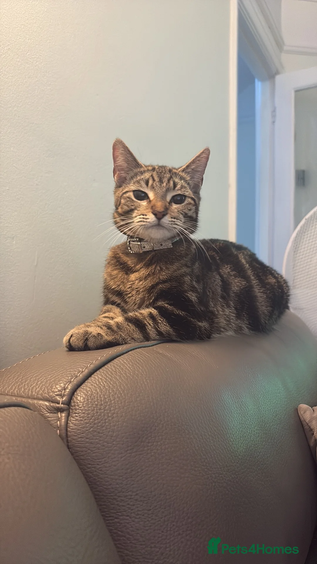Mixed Breed cats for sale: 5 Beautifl kittens for sale  - Advert 1