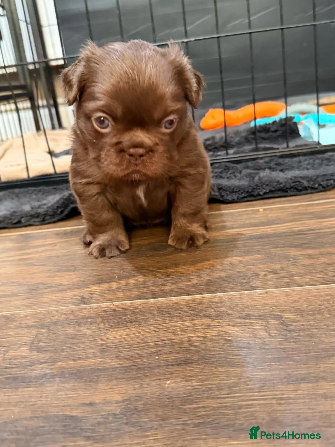 French Bulldog dogs for sale: French bulldog puppy  in Leeds - Advert 8