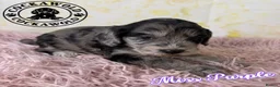 Cockapoo dogs for sale: 🩶 Outstanding Merle F1 Cockapoo Puppies 🖤 - Advert 6