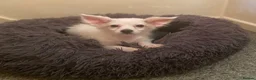 Maltese dogs for sale: Malchi Female Puppy Ready Now  - Advert 7