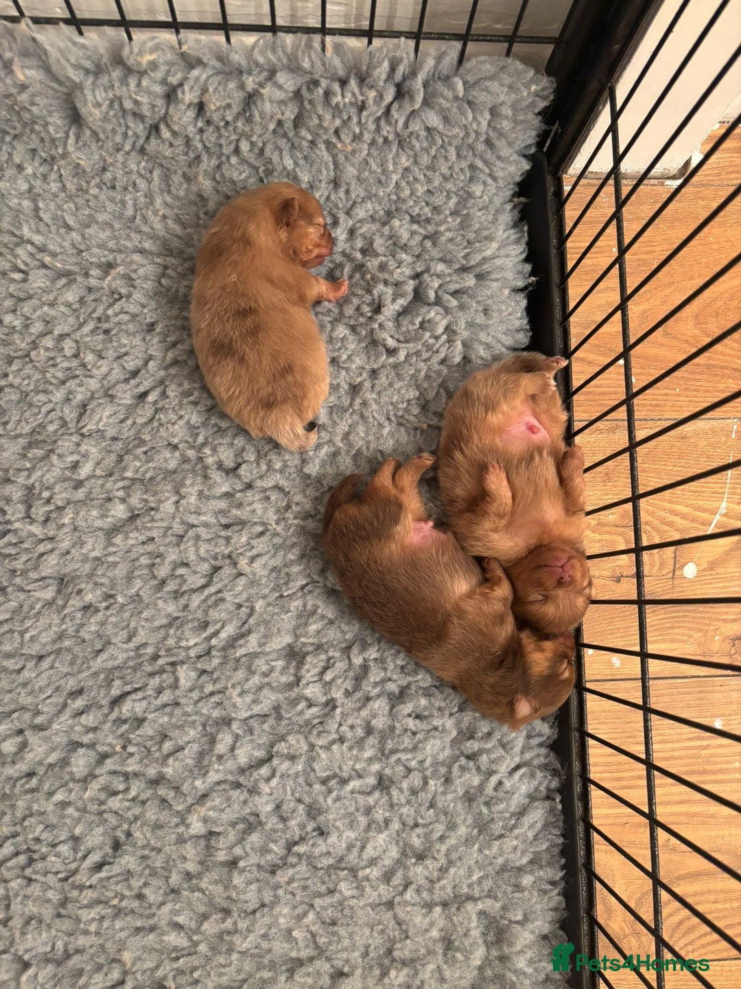 Pomeranian dogs for sale: Mini Pomeranians - Image 9