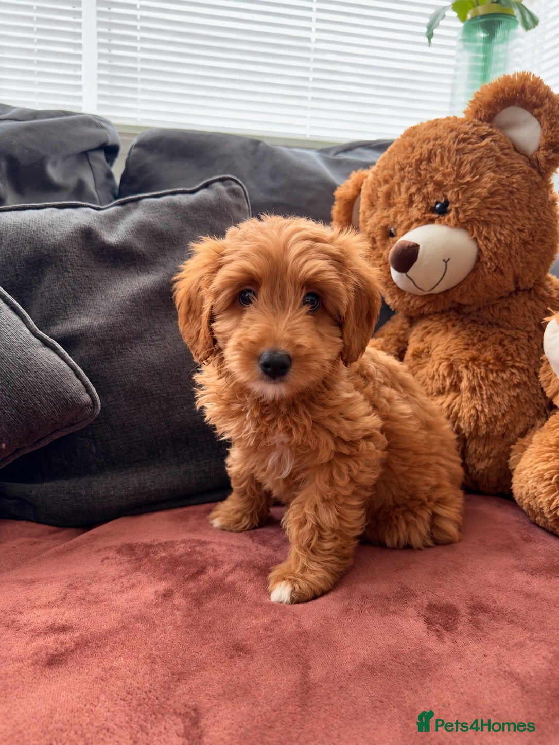 Australian Labradoodle dogs ⭐WALA Australian Labradoodles Last puppy🐶 - Advert 6