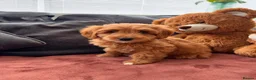 Australian Labradoodle dogs for sale: ⭐WALA Australian Labradoodles Last puppy🐶 - Advert 4