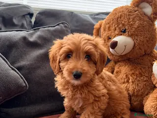 Australian Labradoodle dogs ⭐WALA Australian Labradoodles Last puppy🐶 - Advert 6