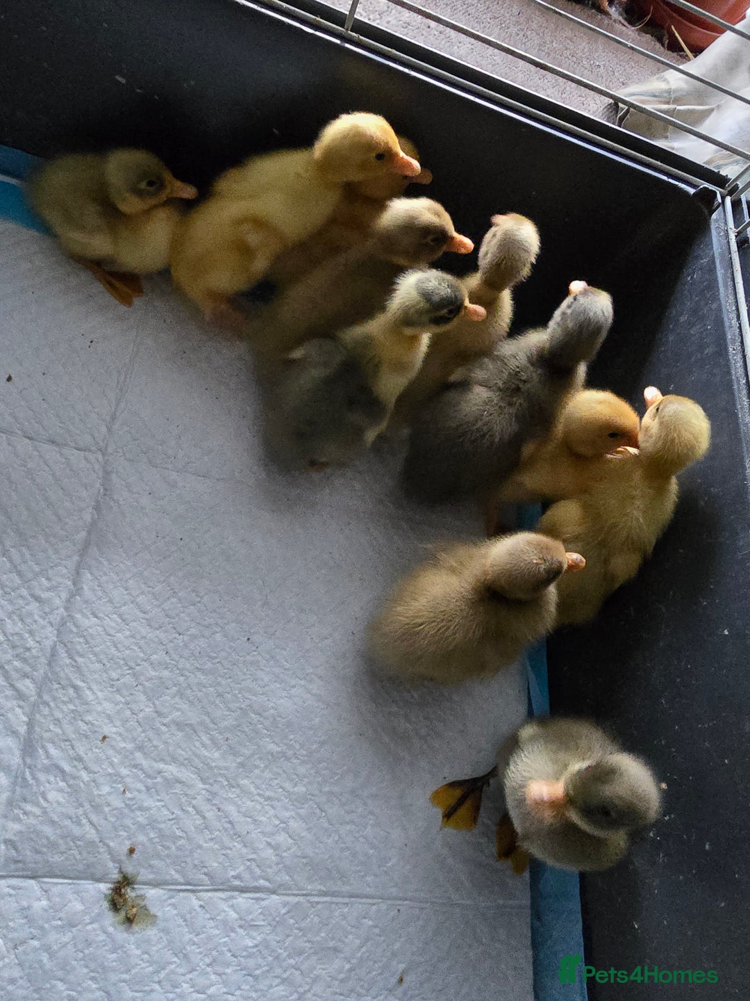 Ducks poultry for sale: Day old runner ducklings - Image 4