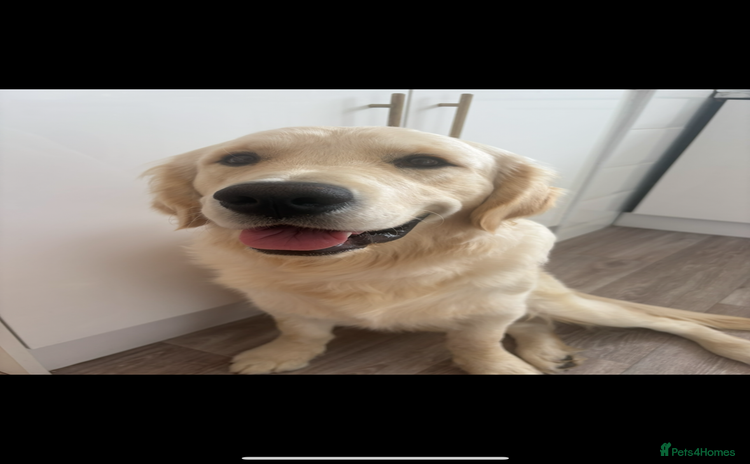 Golden Retriever dogs - Advert 1