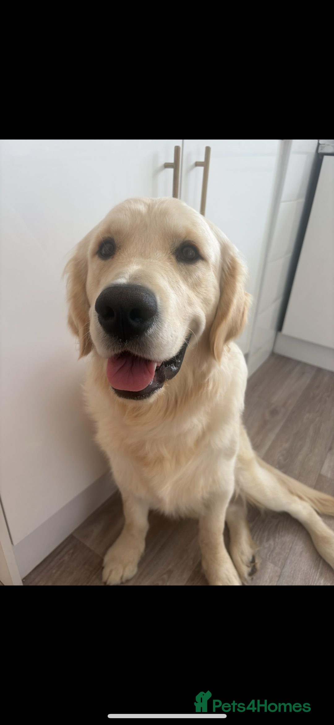 Golden Retriever dogs for sale: Golden retriever  - Image 1
