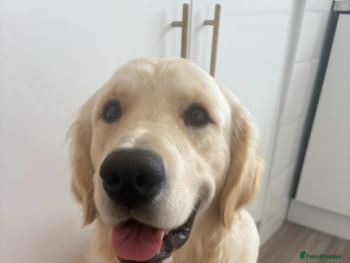 Golden Retriever dogs - Advert 13