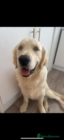 Golden Retriever dogs - Advert 4