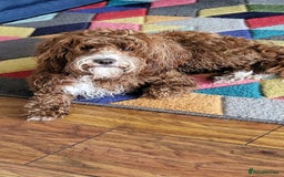 Cockapoo dogs for sale: F1 Toy Cockapoo’s in richest red ❤️ - Image 29