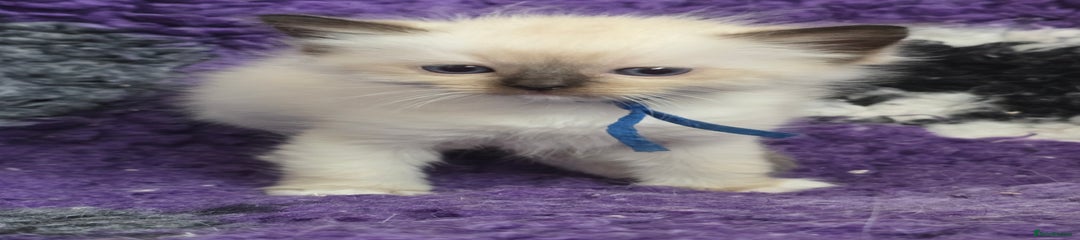 Seal Mitted Male