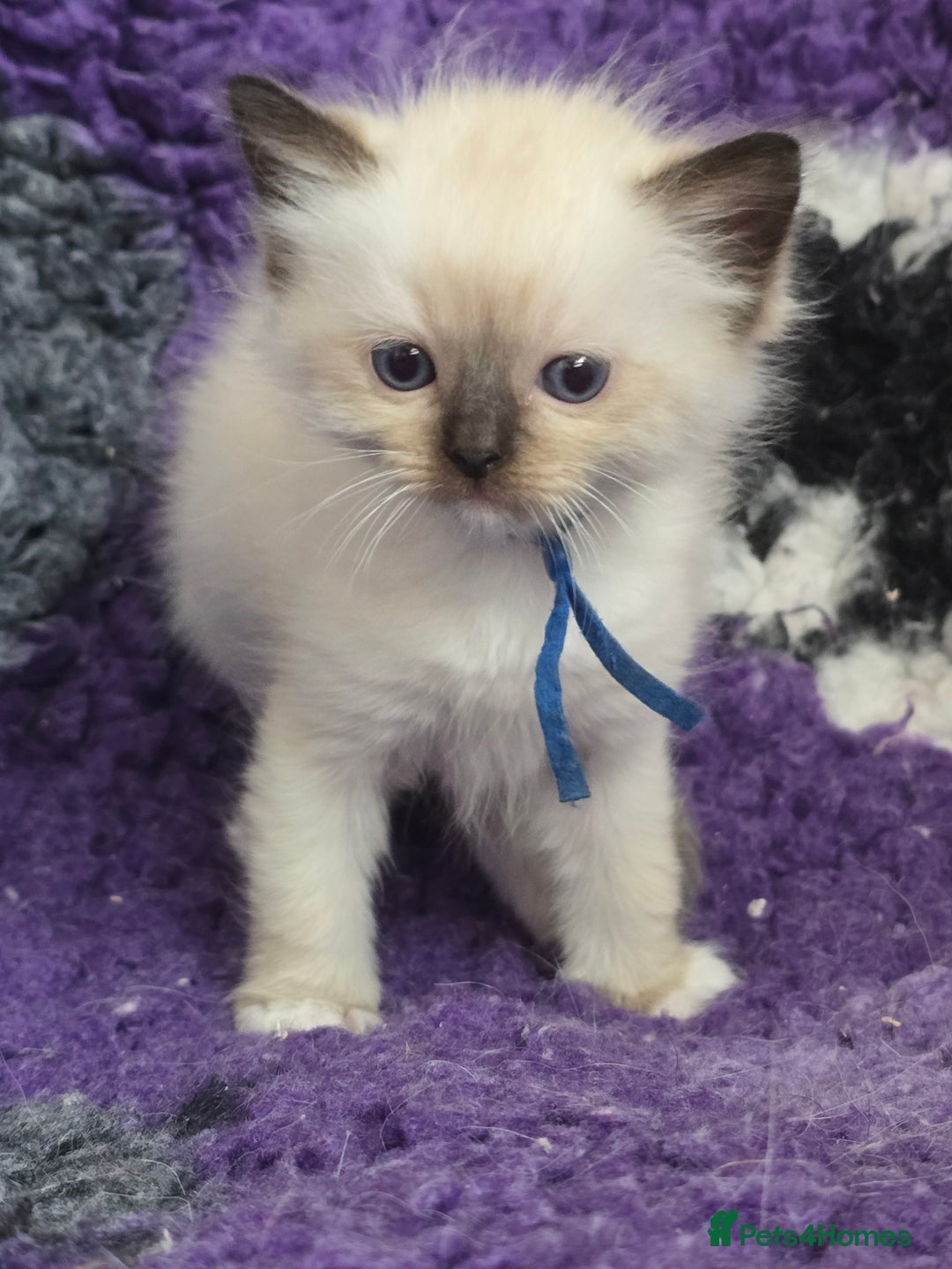 Ragdoll cats for sale: GCCF Registered kittens  - Image 6