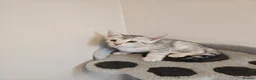 Bengal cats for sale: Bengal ready now  - Advert 6