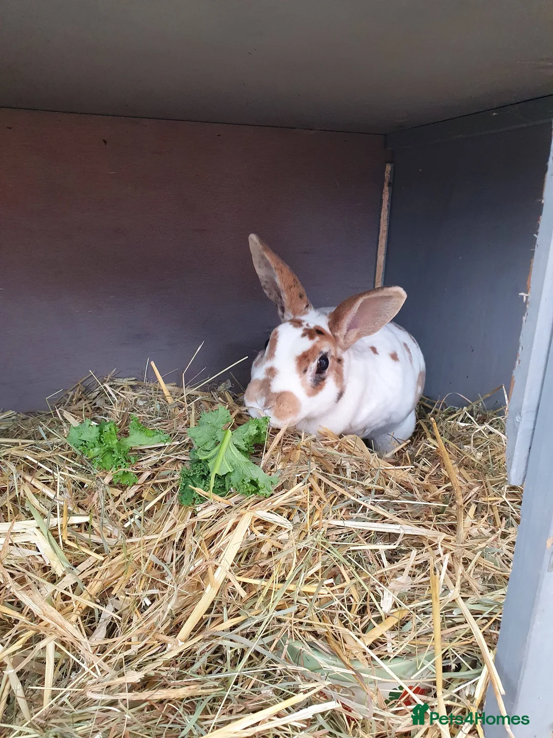 Rex rabbits for sale: 5 Yr old Spayed rabbit for adoption vac RHD2 - Advert 3
