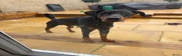 Dobermann dogs for sale: Male Doberman for sale - Advert 3