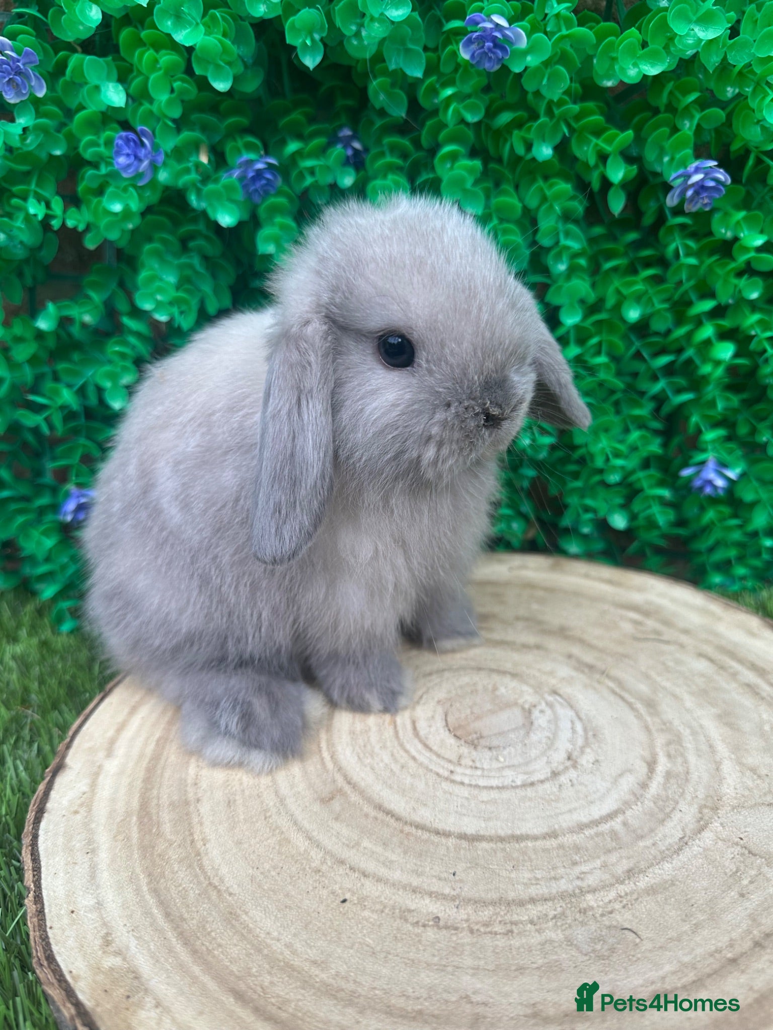 Mini Lop rabbits Beautiful purebred mini lops ready to reserve  - Advert 1