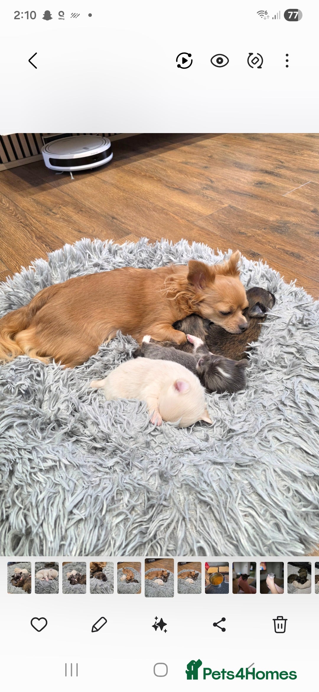 Pomchi dogs for sale: Gorgeous Pomchi Puppies - Advert 5