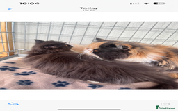 Persian cats for sale: 2 stunning full Persian kittens  - Image 1