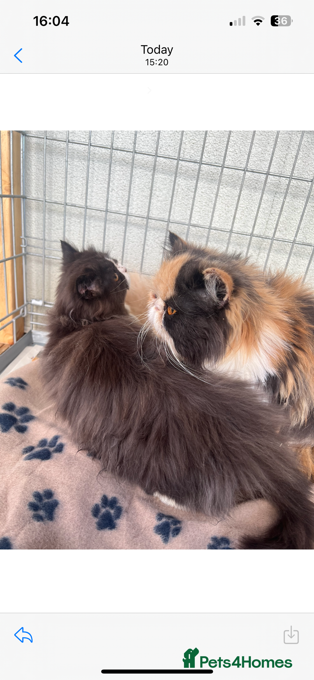 Persian cats for sale: 2 stunning full Persian kittens  - Image 1